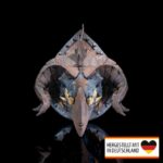 Wanddeko Drachen Titan Trophäe - Mystisches Highlight für Dein Zuhause